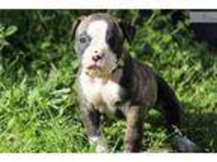American Bulldog Puppy for sale in Augusta, GA, USA