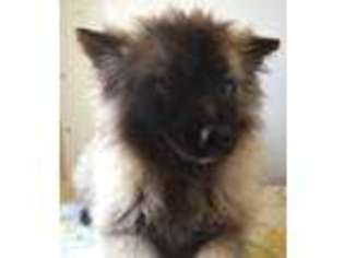 Keeshond Puppy for sale in Grant, NE, USA