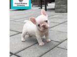 French Bulldog Puppy for sale in Lewiston, ME, USA