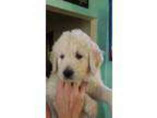 Goldendoodle Puppy for sale in KILLINGWORTH, CT, USA