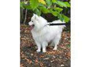 Samoyed Puppy for sale in Conesus, NY, USA