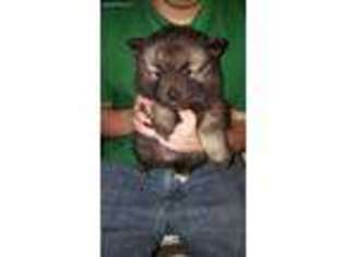 Keeshond Puppy for sale in Washington, MO, USA