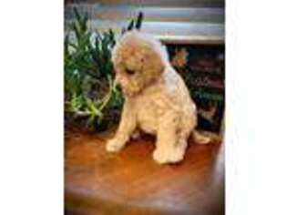 Labradoodle Puppy for sale in Lehi, UT, USA