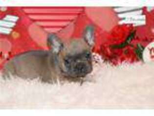 French Bulldog Puppy for sale in Fort Worth, TX, USA