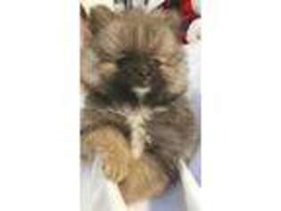 Pomeranian Puppy for sale in Colorado Springs, CO, USA