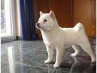 Shiba Inu Puppy for sale in SAN AUGUSTINE, TX, USA