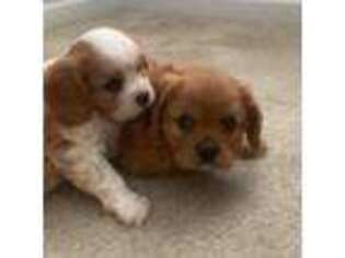 Cavalier King Charles Spaniel Puppy for sale in Anderson, SC, USA