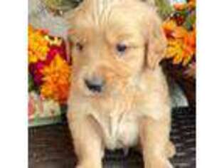 Golden Retriever Puppy for sale in Monument, CO, USA