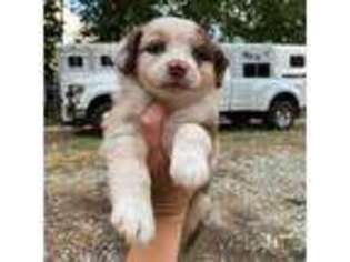 Miniature Australian Shepherd Puppy for sale in Advance, NC, USA