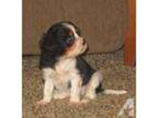 Cavalier King Charles Spaniel Puppy for sale in DURHAM, CA, USA