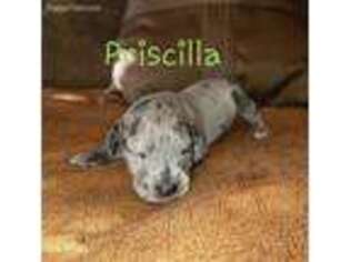 Great Dane Puppy for sale in Crosby, TX, USA