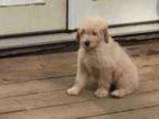 Goldendoodle Puppy for sale in Lakeville, MA, USA