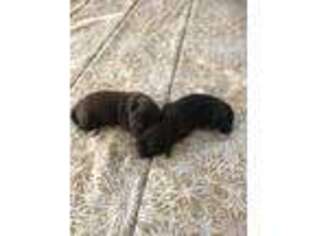 Portuguese Water Dog Puppy for sale in Arcadia, FL, USA