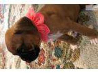 Boxer Puppy for sale in Meadville, PA, USA
