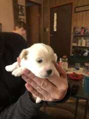 Mutt Puppy for sale in Ashland, NE, USA