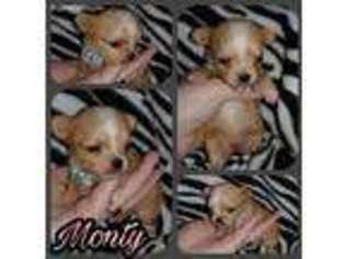 Chihuahua Puppy for sale in Mc Dowell, VA, USA