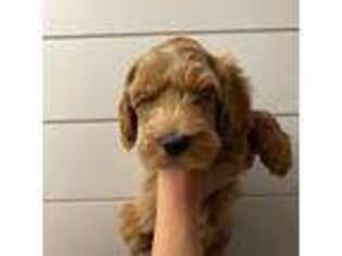 Australian Labradoodle Puppy for sale in Saratoga Springs, UT, USA