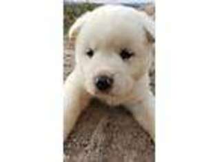 Akita Puppy for sale in Kingman, AZ, USA