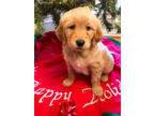 Golden Retriever Puppy for sale in Nixa, MO, USA