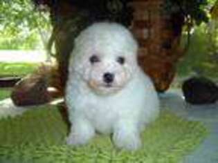 Bichon Frise Puppy for sale in Crowley, TX, USA