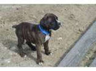 Boxer Puppy for sale in Fort Morgan, CO, USA