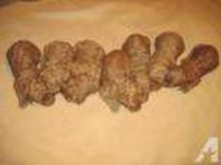 Mutt Puppy for sale in DOVER, OH, USA