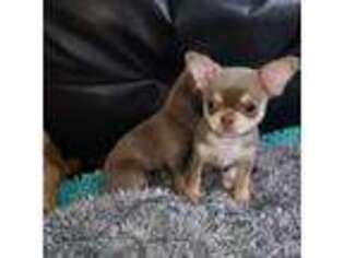 Chihuahua Puppy for sale in Atlanta, GA, USA
