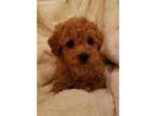 Mutt Puppy for sale in Earleville, MD, USA