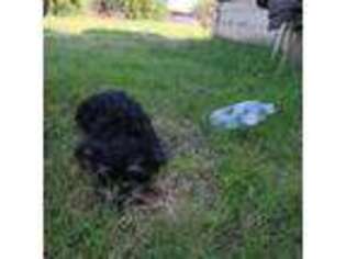 Schnoodle (Standard) Puppy for sale in Caruthers, CA, USA