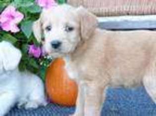 Labradoodle Puppy for sale in Mercersburg, PA, USA