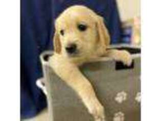 Golden Retriever Puppy for sale in Des Moines, IA, USA