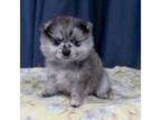 Pomeranian Puppy for sale in Philadelphia, PA, USA