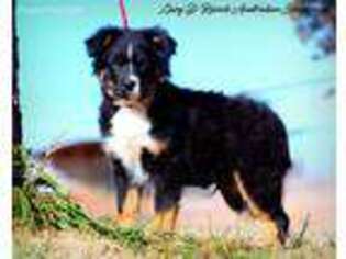 Australian Shepherd Puppy for sale in La Luz, NM, USA