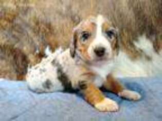 Miniature Australian Shepherd Puppy for sale in Oroville, CA, USA