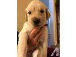 Golden Retriever Puppy for sale in MESA, AZ, USA