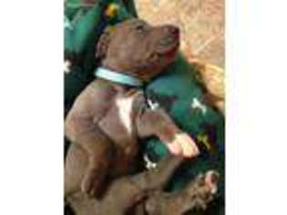 Great Dane Puppy for sale in Sophia, WV, USA