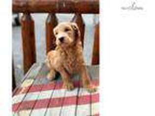 Goldendoodle Puppy for sale in Harrisburg, PA, USA