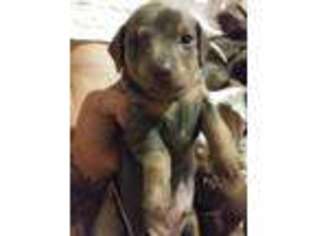 Dachshund Puppy for sale in Midlothian, VA, USA