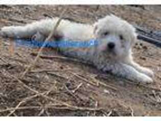 Komondor Puppy for sale in Cheyenne Wells, CO, USA