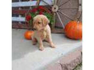 Golden Retriever Puppy for sale in Peyton, CO, USA