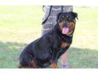 Rottweiler Puppy for sale in Checotah, OK, USA