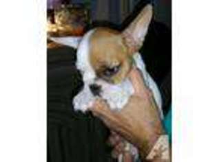 French Bulldog Puppy for sale in BARNEGAT, NJ, USA