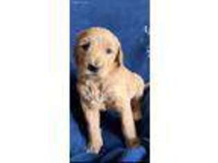 Goldendoodle Puppy for sale in Garden Grove, CA, USA