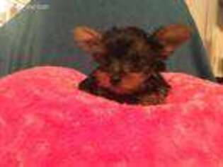 Yorkshire Terrier Puppy for sale in Seminole, OK, USA