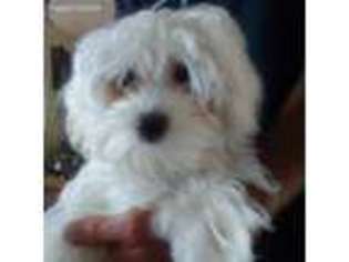 Maltese Puppy for sale in Jarrell, TX, USA