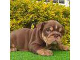 Bulldog Puppy for sale in North Bergen, NJ, USA
