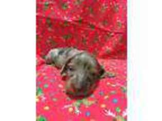 Dachshund Puppy for sale in Exeter, MO, USA