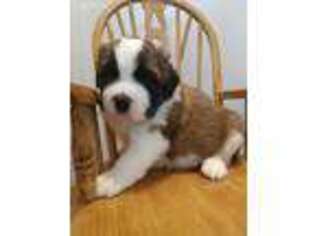 Saint Bernard Puppy for sale in Pequot Lakes, MN, USA