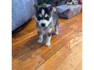Alaskan Klee Kai Puppy for sale in Oakland, NE, USA
