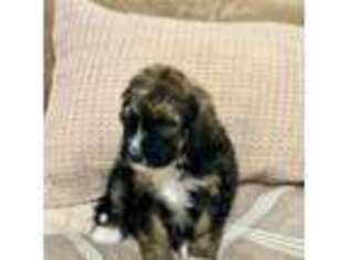 Mutt Puppy for sale in Livermore, CO, USA